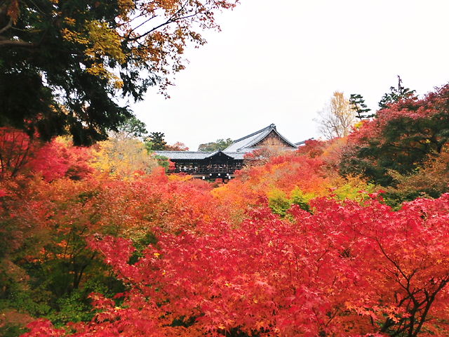 東福寺紅葉 (38.jpg